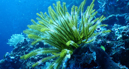 Sea Fern Extract
